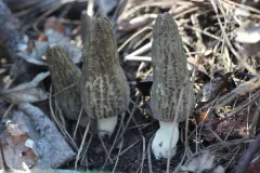 Fire Morel thumbnail 1