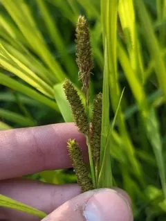 Short's sedge thumbnail 2