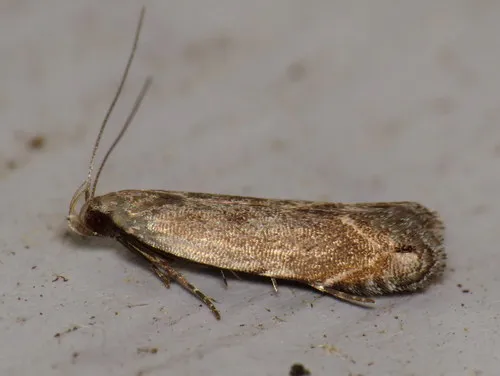 Music-loving Moth