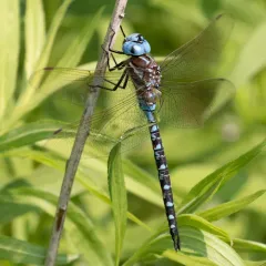 Spatterdock Darner thumbnail 4