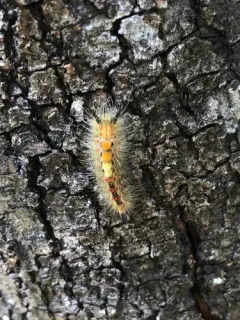 Western Tussock Moth thumbnail 2