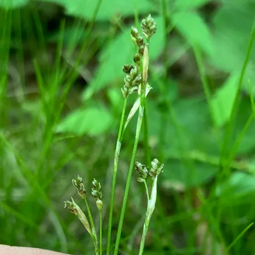ivory sedge