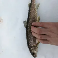 Mountain Whitefish thumbnail 2