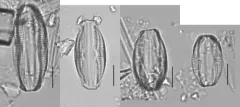 Amphora copulata thumbnail 3