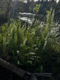 Thunberg's meadowsweet thumbnail 3