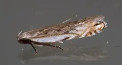 Black-faced Twirler Moth thumbnail 2