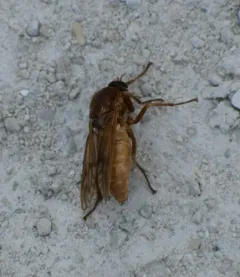 Stink Fly thumbnail 2