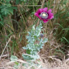 opium poppy thumbnail 3
