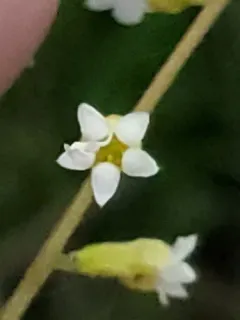 William's Conimitella thumbnail 1