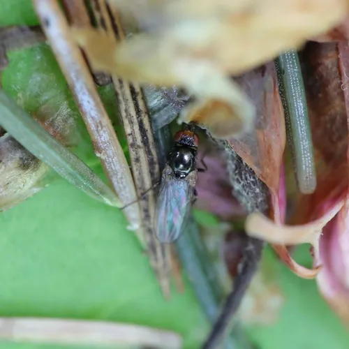 Allopiophila vulgaris