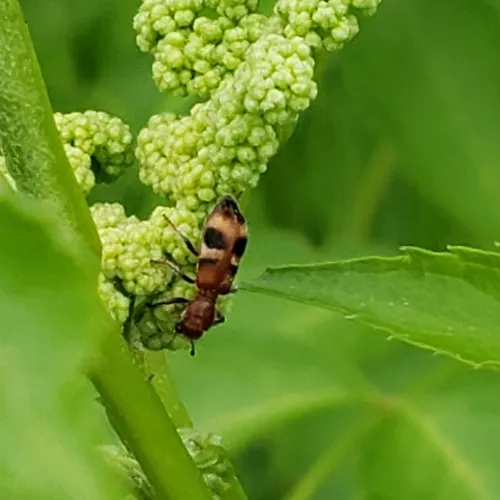 Reddish Checkered Beetle