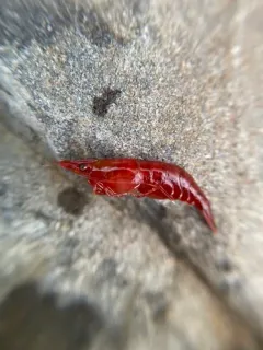 Cherry Shrimp thumbnail 2