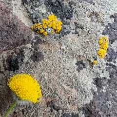 rayless shaggy fleabane thumbnail 4