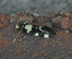 Brymblia quadrimaculella thumbnail 2