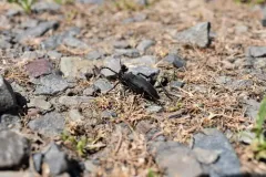 Piodes coriacea thumbnail 1