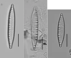 Nitzschia amphibia thumbnail 4