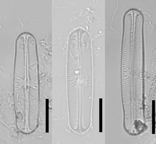 Sellaphora laevissima