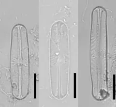 Sellaphora laevissima thumbnail 1