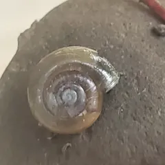 Quick Gloss Snail thumbnail 3