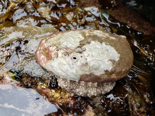 Flat Abalone