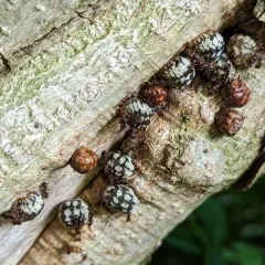 calico scale thumbnail 1