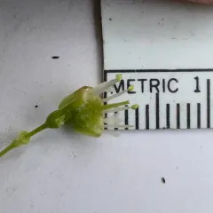 white-stemmed gooseberry thumbnail 1
