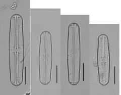 Sellaphora laevissima thumbnail 2