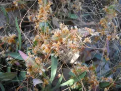 Western Dodder thumbnail 2