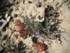 Starveling Milkvetch thumbnail 3