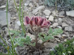 Constance's Spring Parsley thumbnail 2