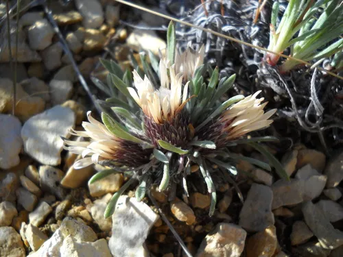 Nuttall's Ground-Daisy