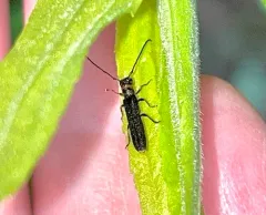 Poplar Twig Borer thumbnail 4