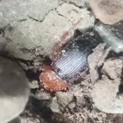 Red-headed Ground Beetle thumbnail 4