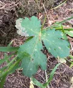Sanicle Leafminer thumbnail 1