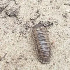 Nosy Pill Woodlouse thumbnail 4