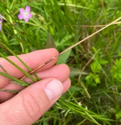Yellow-bellied Rush-cutter thumbnail 3
