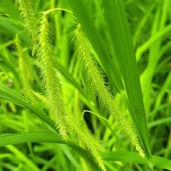 fringed sedge thumbnail 4