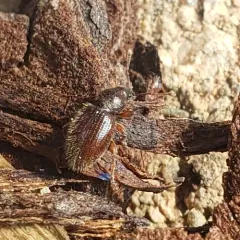 Hairy Spider Weevil thumbnail 4