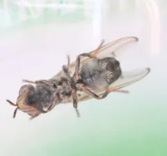 Senopterina foxleei thumbnail 3