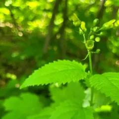 lanceleaf figwort thumbnail 3