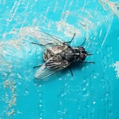 Stable Fly thumbnail 3