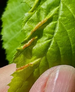 Hornbeam leaf gall midge thumbnail 4