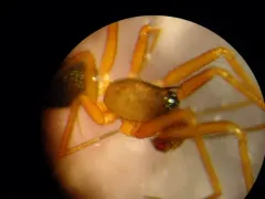 Wubana pacifica thumbnail 1