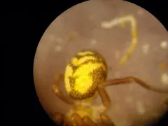 Cybaeota shastae thumbnail 2