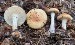Pholiota occidentalis thumbnail 1