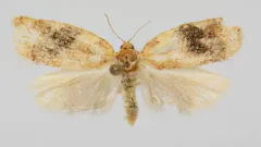 Archips nigriplagana thumbnail 1