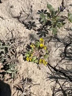 yellow phacelia thumbnail 4