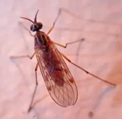 Sylvicola punctatus thumbnail 4