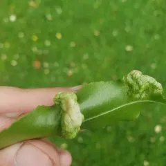 Taphrina farlowii thumbnail 3