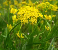 Knoke's Biscuitroot thumbnail 2